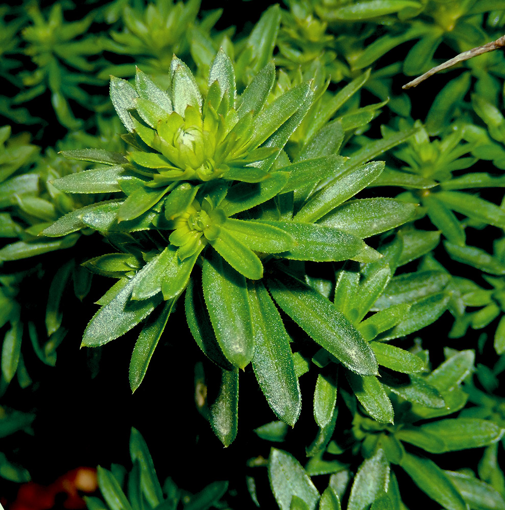 Image of Galium album specimen.