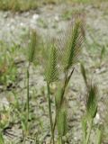 Hordeum geniculatum