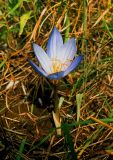 Crocus speciosus