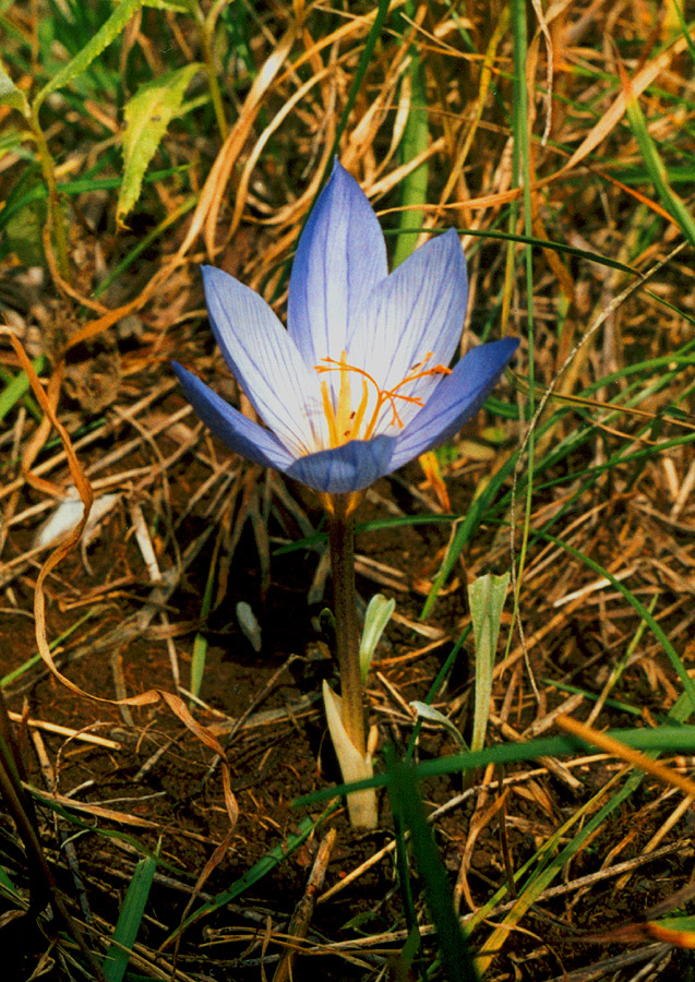 Изображение особи Crocus speciosus.