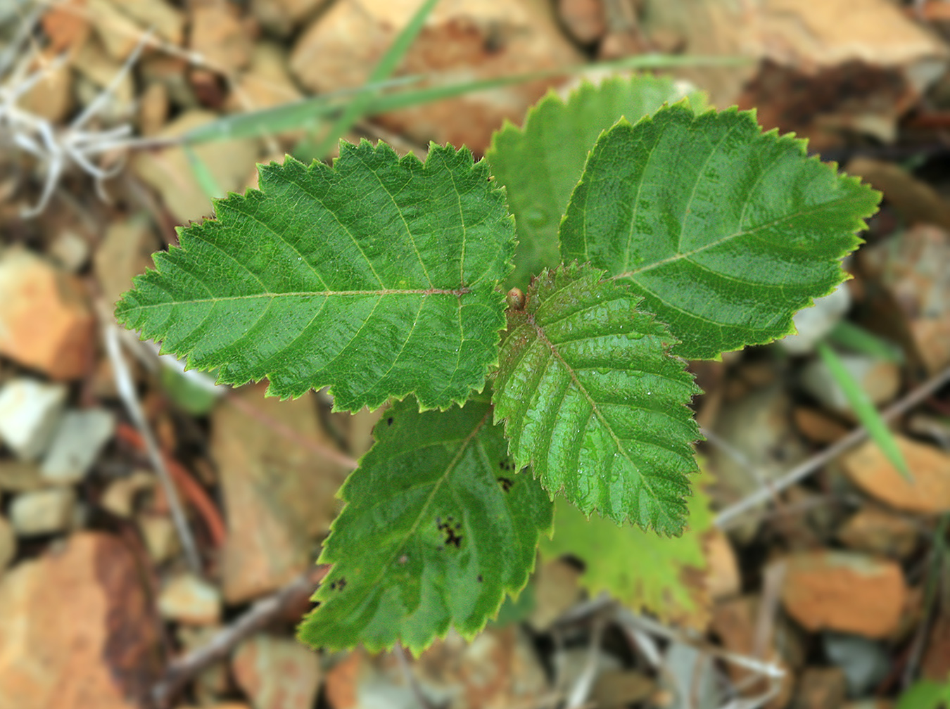 Изображение особи Betula ermanii.