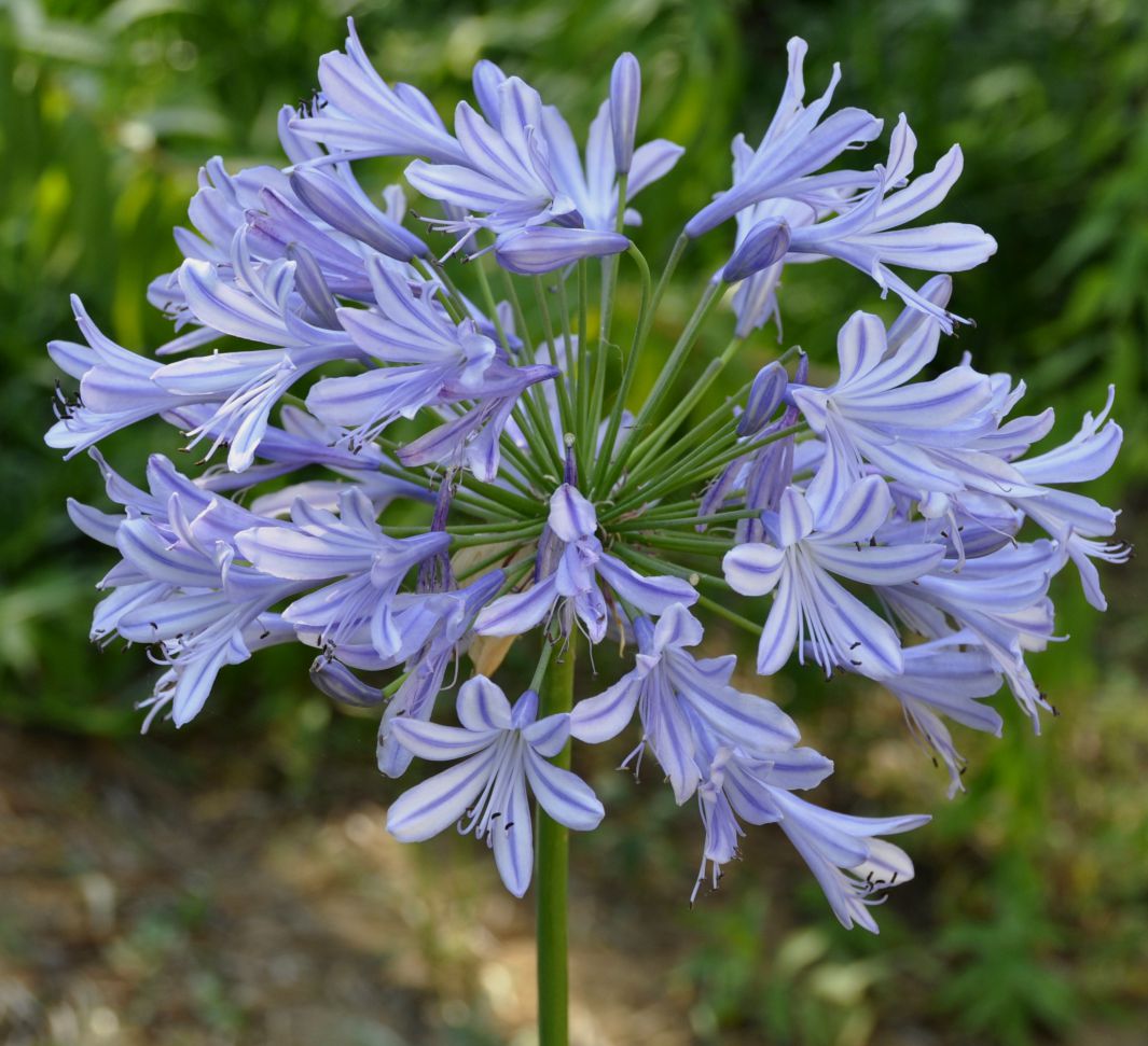 Image of Agapanthus africanus specimen.