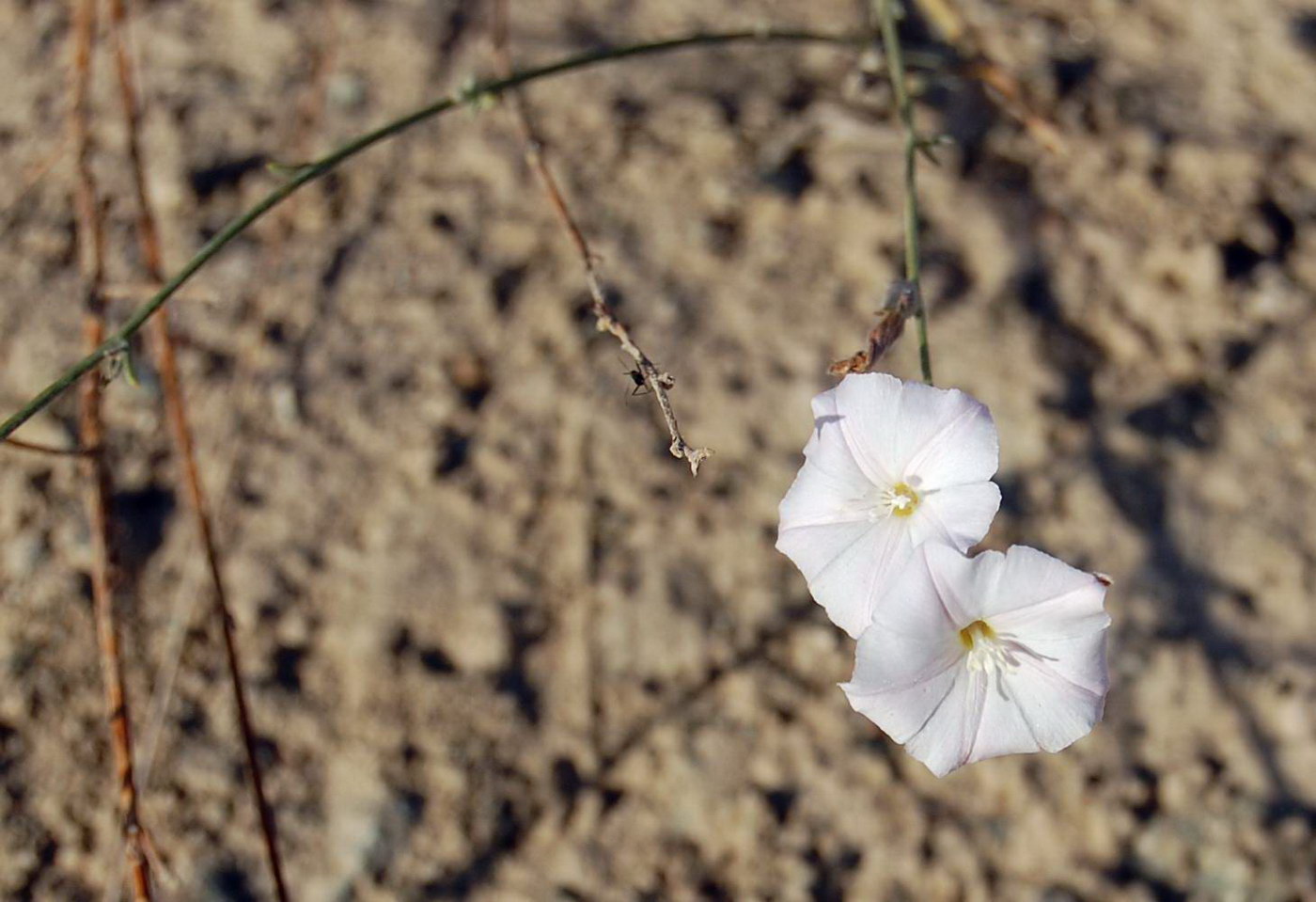 Изображение особи род Convolvulus.