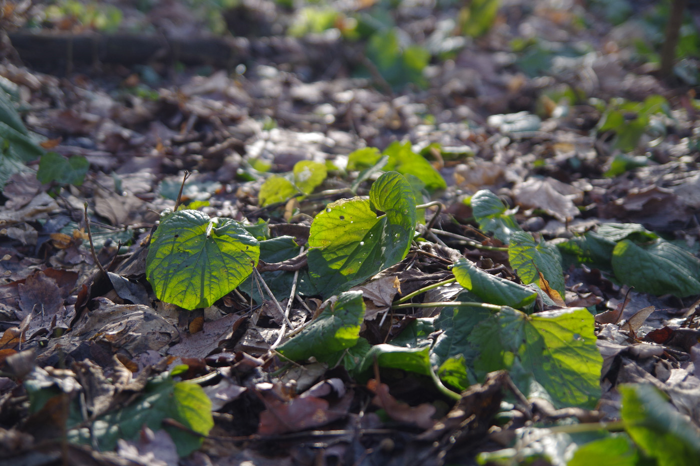 Image of genus Viola specimen.