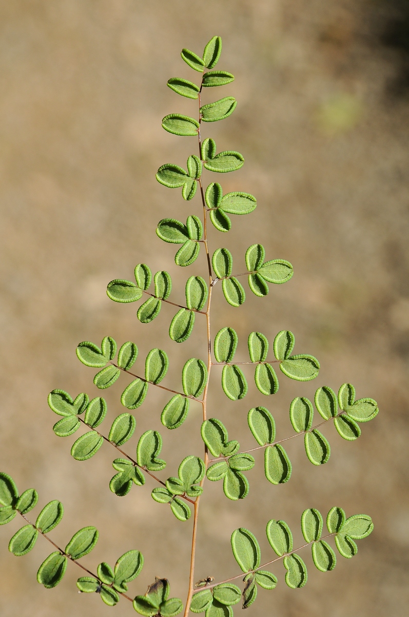 Image of Pellaea andromedifolia specimen.