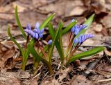 Scilla bifolia. Расцветающие растения. Москва, ботанический сад МГУ. 24.03.2017.