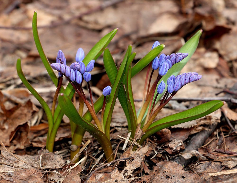 Image of Scilla bifolia specimen.