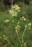 Thalictrum flavum. Верхушка цветущего растения. Костромская обл., окр. г. Кострома, долина р. Солонка. 15.06.2016.