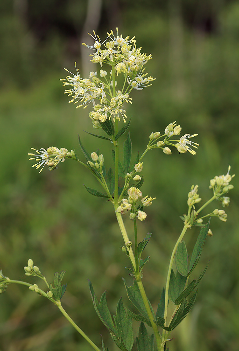 Изображение особи Thalictrum flavum.