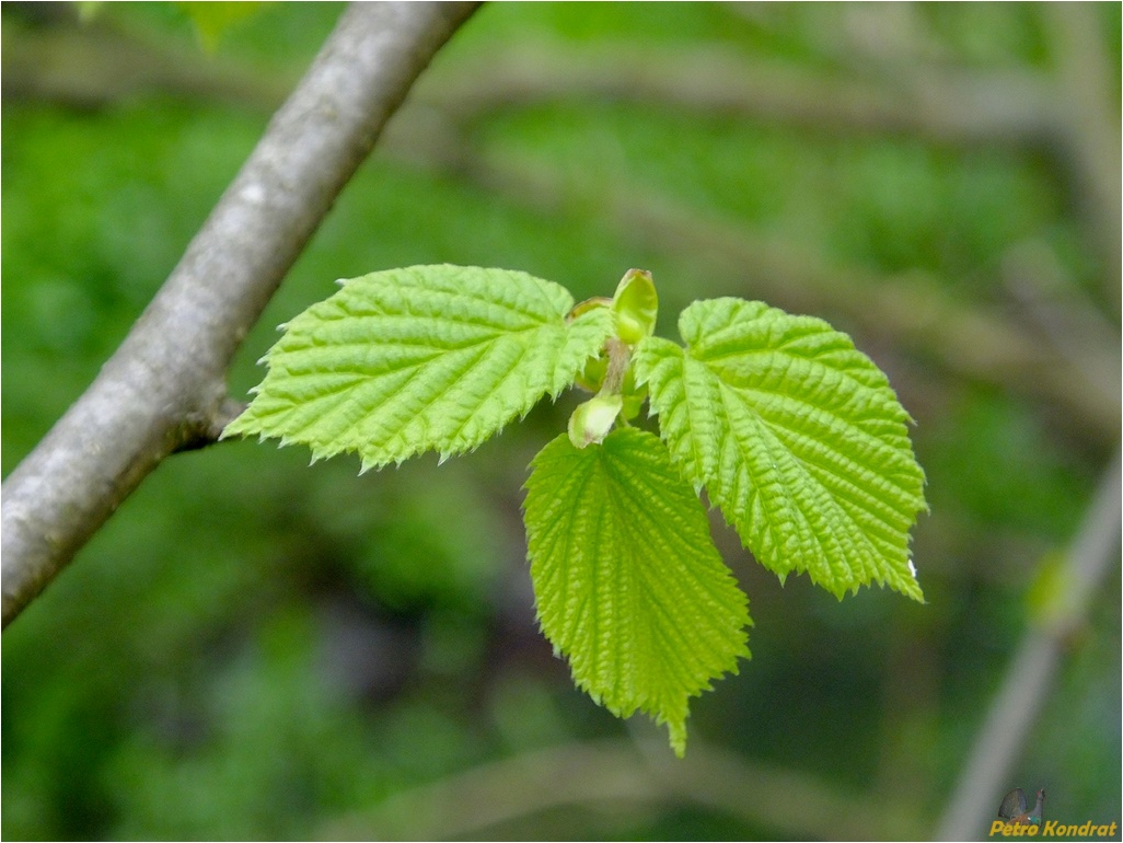 Image of Corylus avellana specimen.