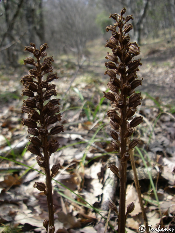 Image of Neottia nidus-avis specimen.