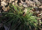 Carex digitata. Зацветающее растение. Москва, Измайловский парк, опушка липняка. 23.04.2017.