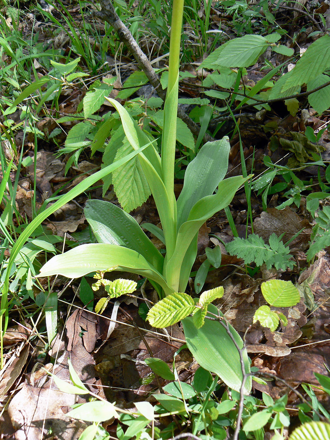 Изображение особи Orchis &times; wulffiana nothosubsp. suckowii.