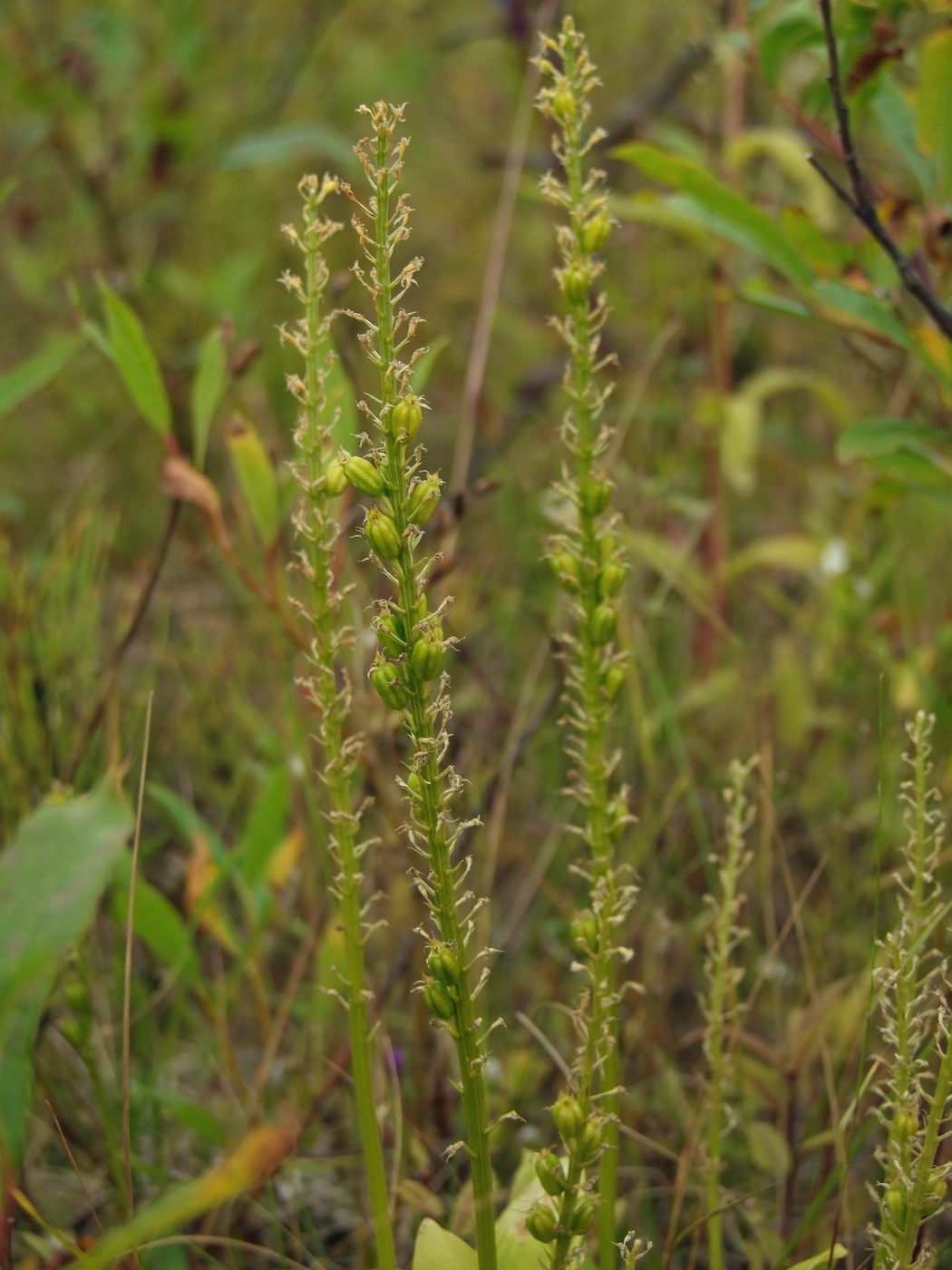 Image of Malaxis monophyllos specimen.