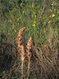 Orobanche rapum-genistae. Цветущие растения на фоне растения-хозяина. Нидерланды, провинция Limburg, рудеральное местообитание у железнодорожной станции Mook-Molenhoek; паразитирует на Sarothamnus (Cytisus) scoparius. 12 июня 2010 г.