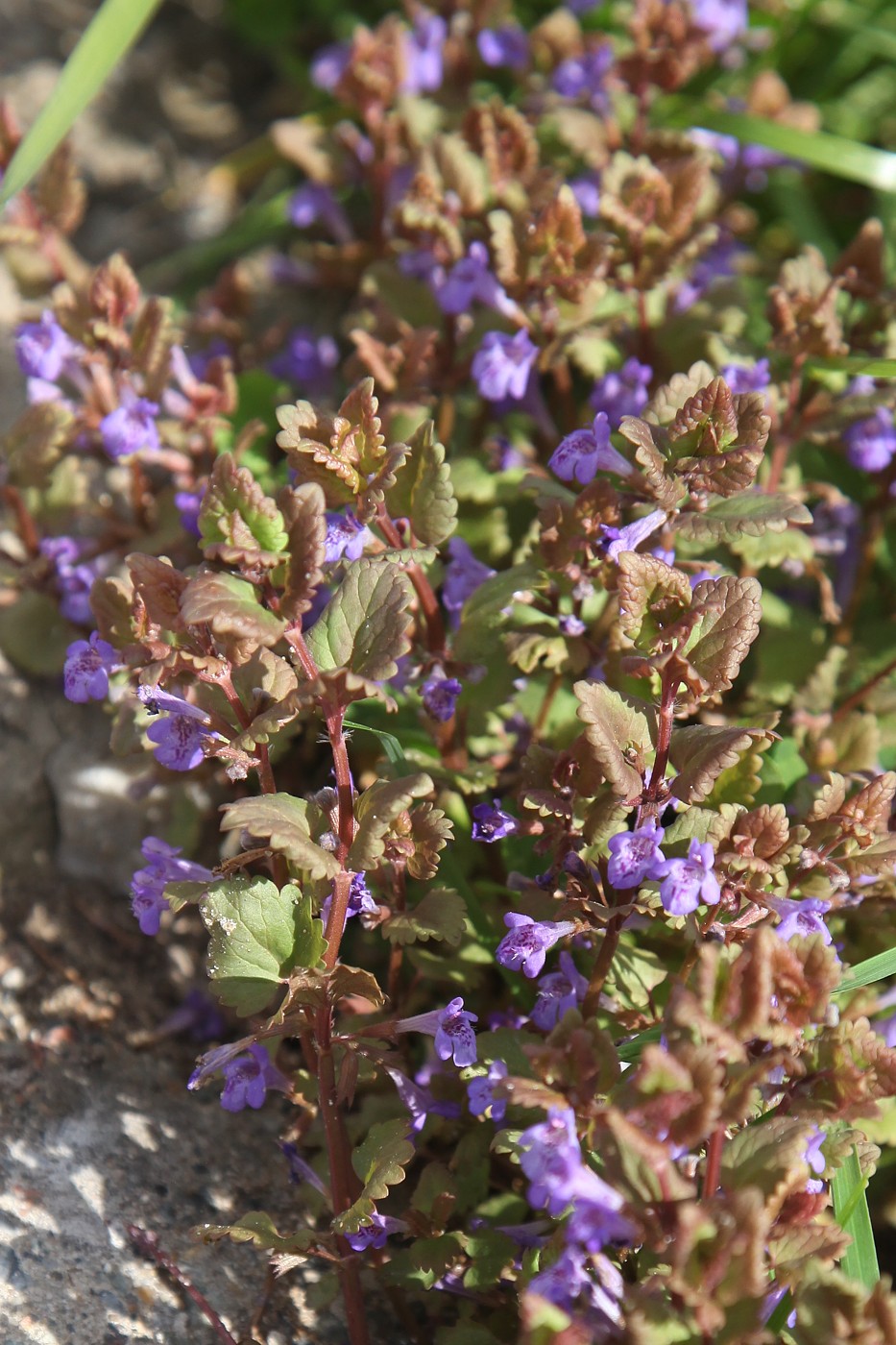 Изображение особи Glechoma hederacea.