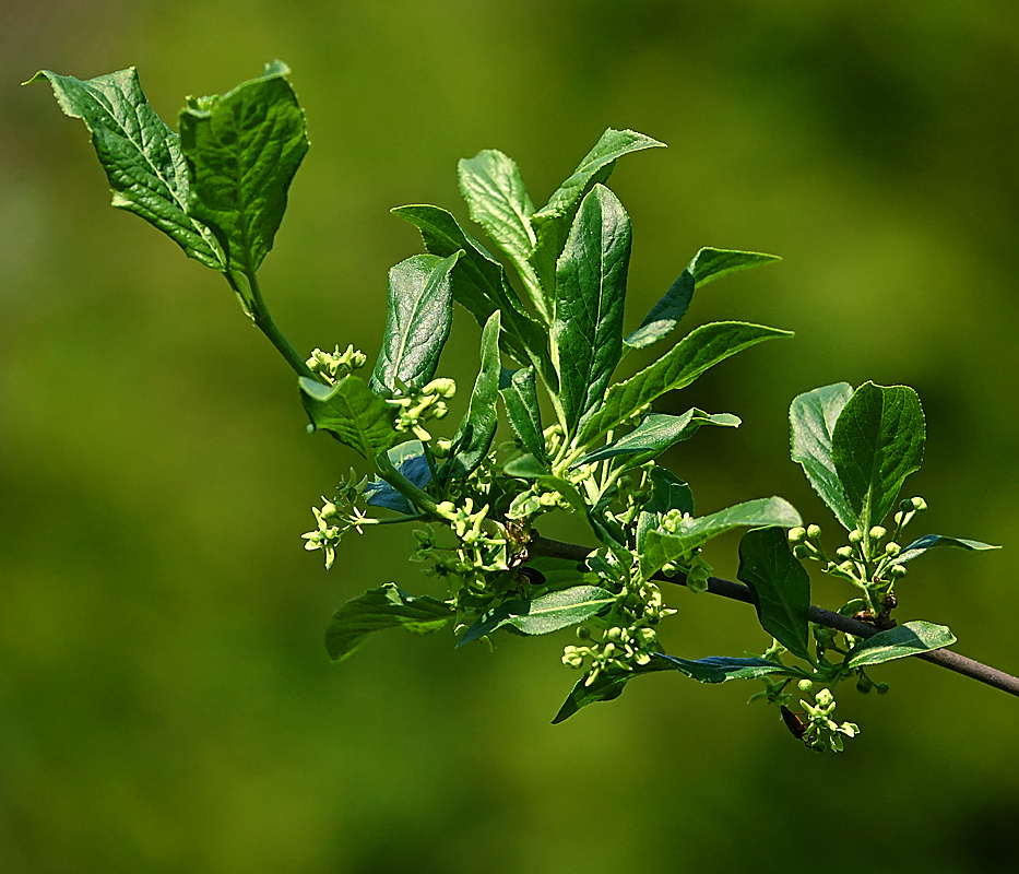 Изображение особи Euonymus europaeus.