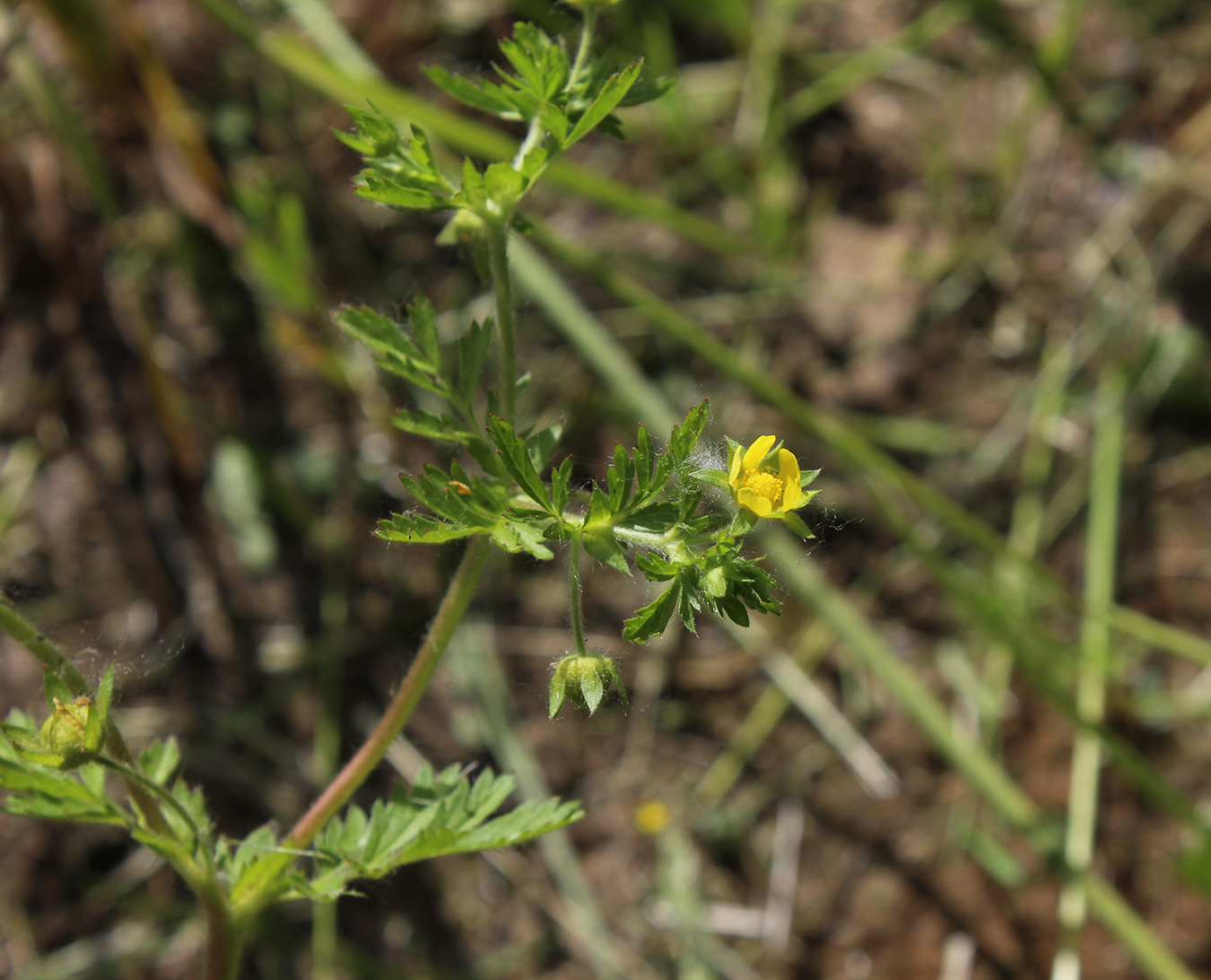 Image of Potentilla supina specimen.