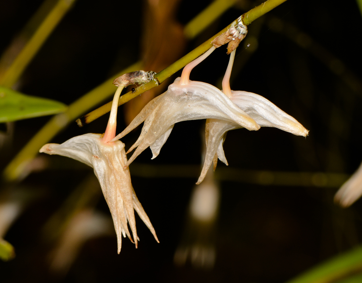 Изображение особи Dendrobium crumenatum.