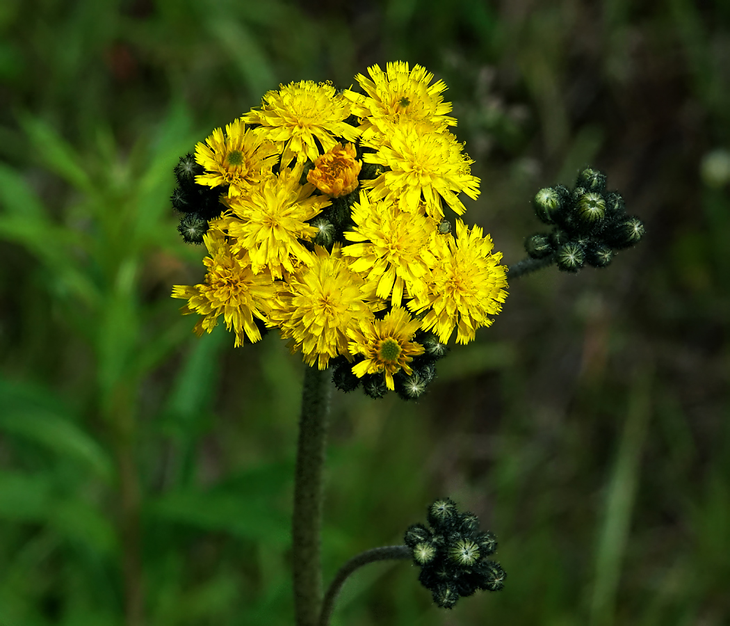 Image of genus Pilosella specimen.