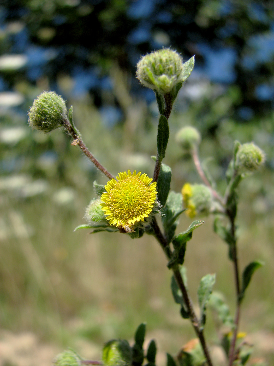 Изображение особи Pulicaria vulgaris.