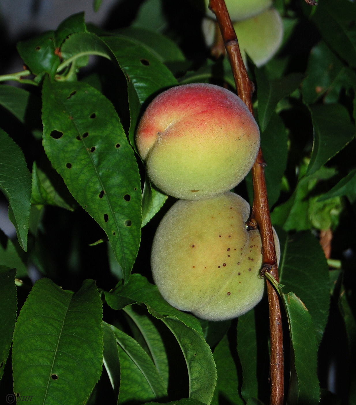 Image of Persica vulgaris specimen.