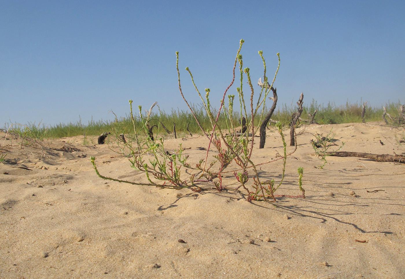 Image of Cakile euxina specimen.