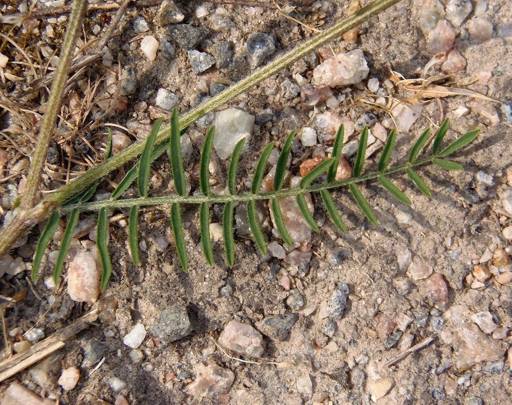 Изображение особи Astragalus onobrychis.