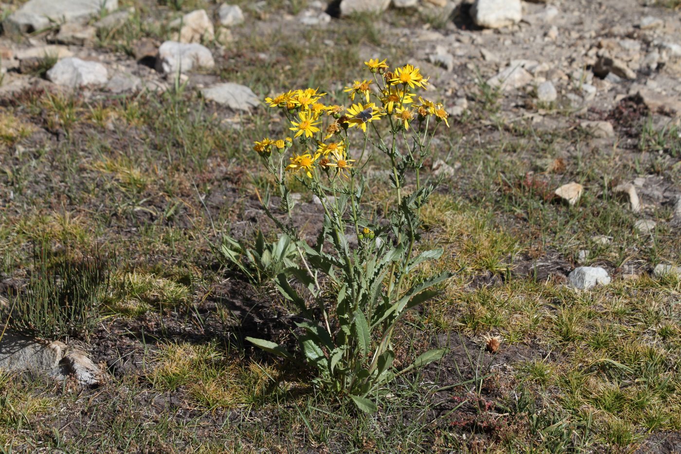 Image of Senecio korshinskyi specimen.