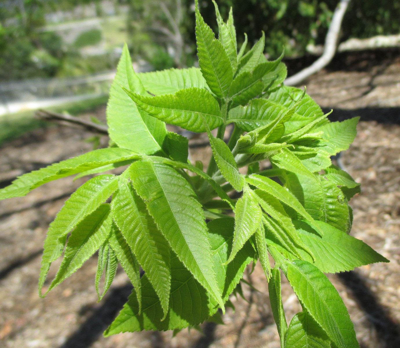 Изображение особи Carya illinoinensis.
