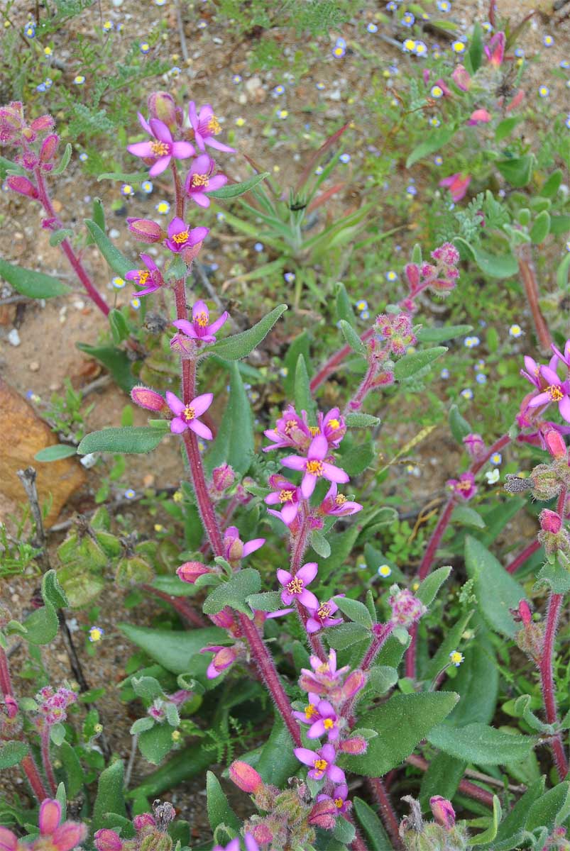 Image of Tetragonia rosea specimen.