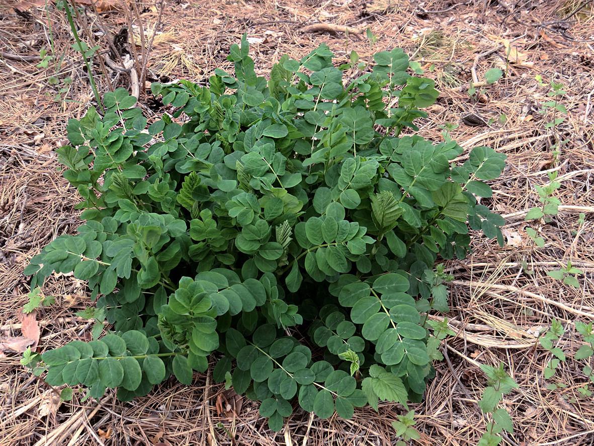 Изображение особи Astragalus glycyphyllos.