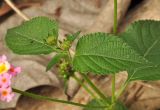 Lantana camara