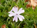 Phlox subulata