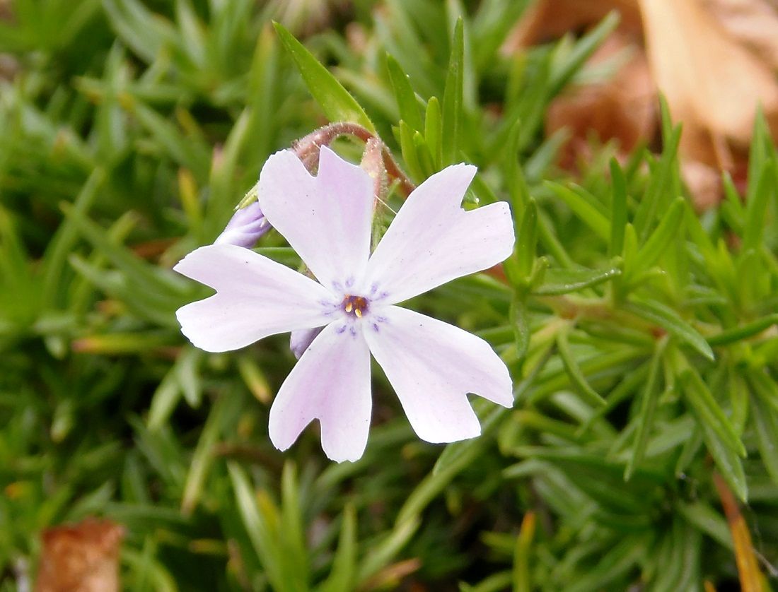 Изображение особи Phlox subulata.