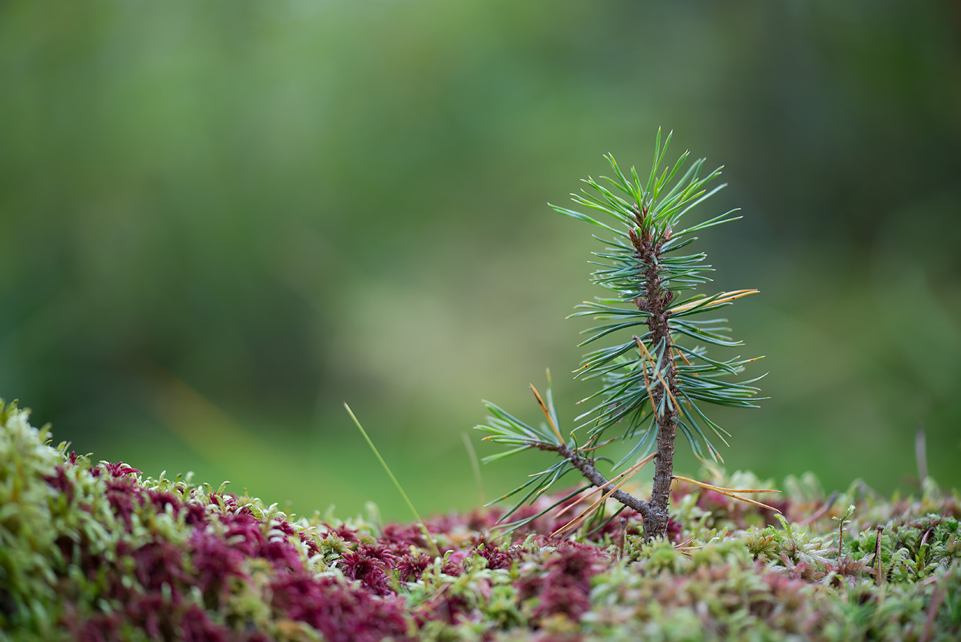 Image of Pinus sylvestris specimen.