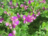 Polygala dalmaisiana