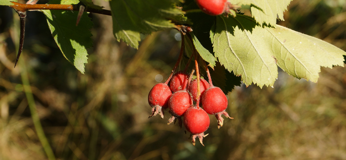 Image of Crataegus submollis specimen.