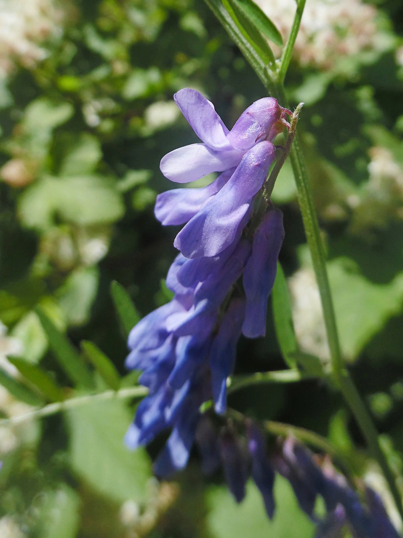 Image of Vicia cracca specimen.