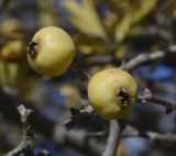 Crataegus aronia