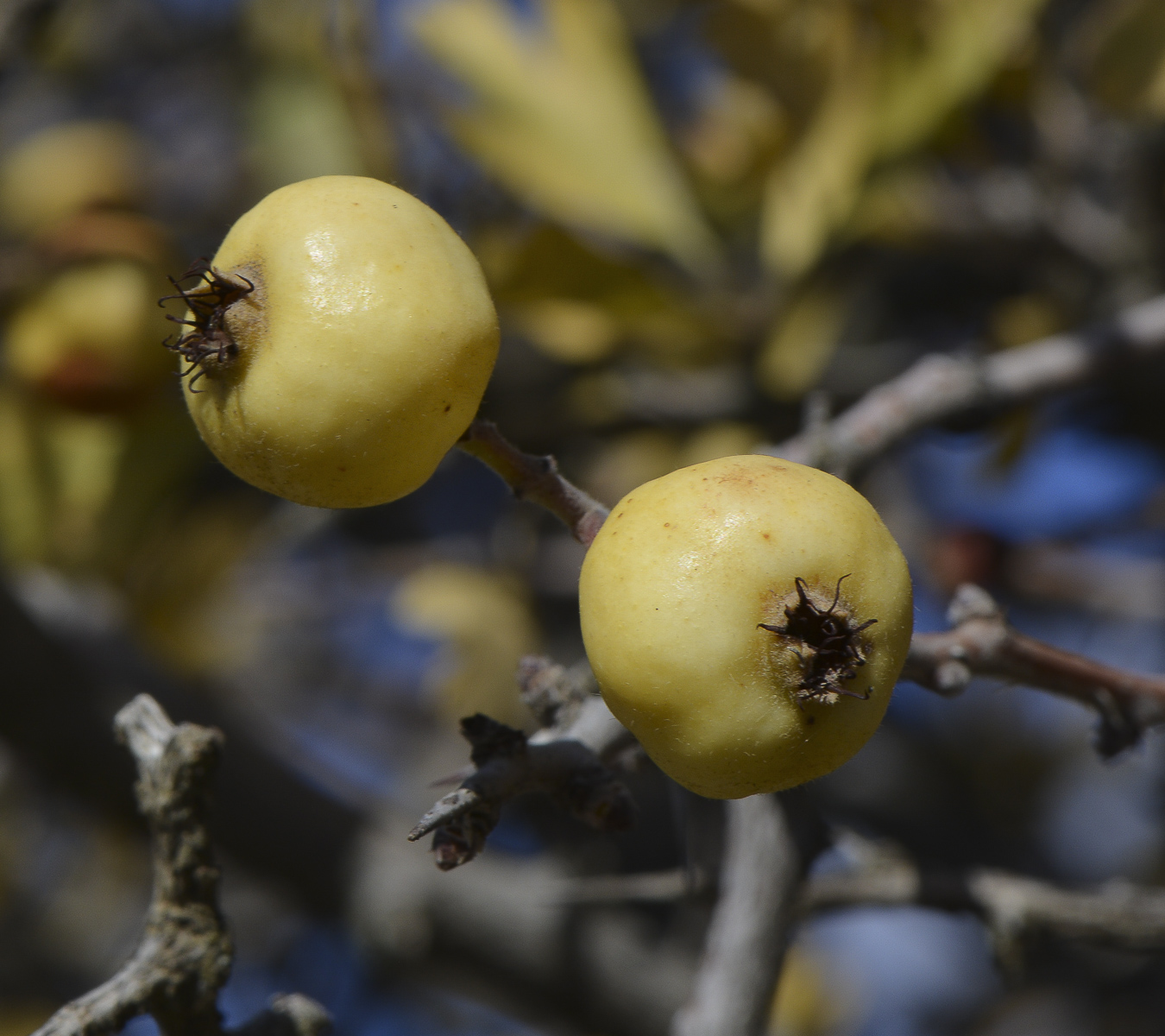 Image of Crataegus aronia specimen.