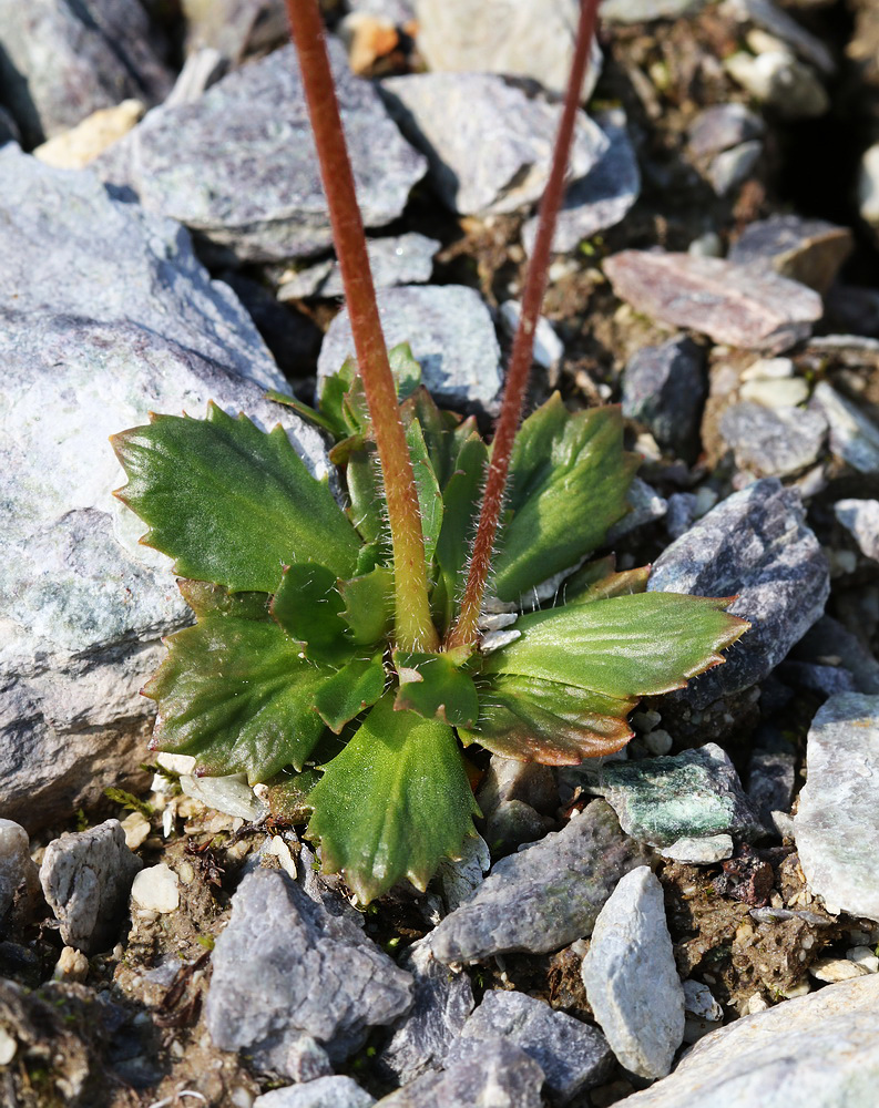 Image of Micranthes foliolosa specimen.