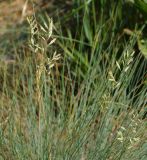 genus Festuca. Верхушки побегов с соцветиями. Восточный Казахстан, г. Усть-Каменогорск, правый берег р. Иртыш, остепнённый луг. 31.05.2017.
