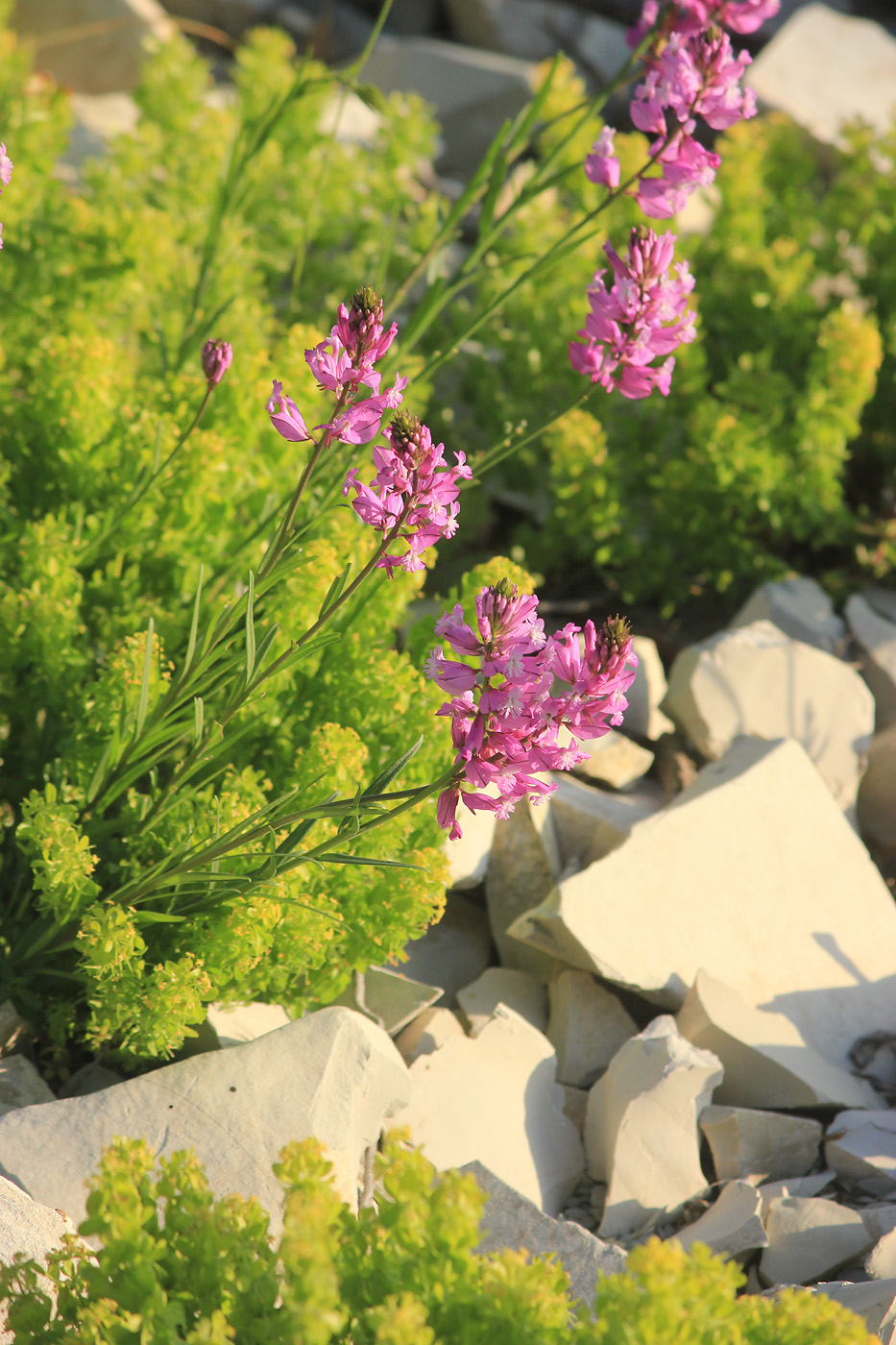 Image of Polygala major specimen.