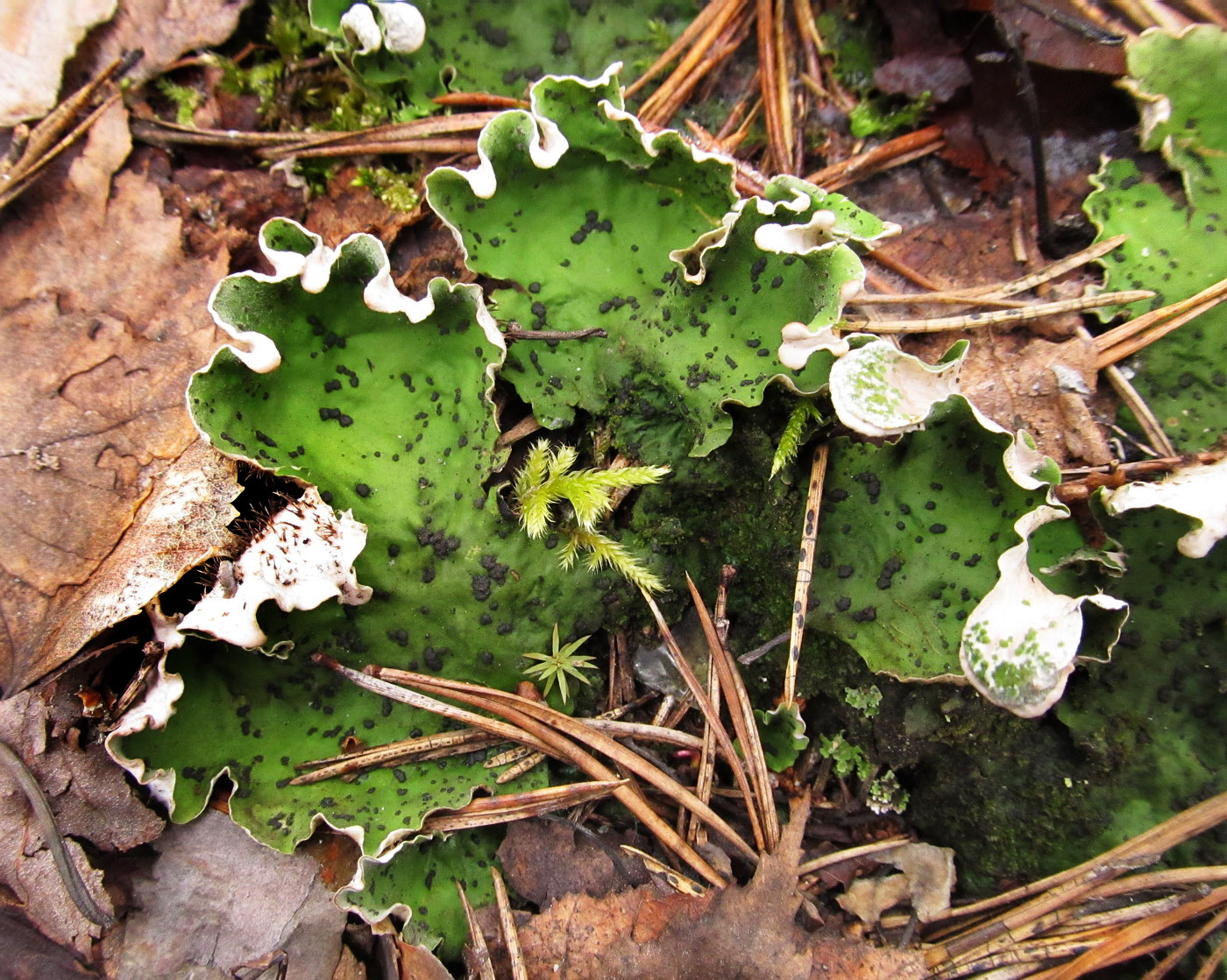 Image of Peltigera aphthosa specimen.