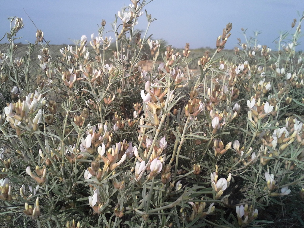 Image of genus Astragalus specimen.