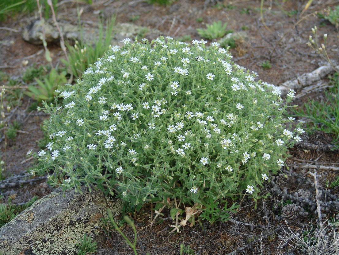 Image of Stellaria dichotoma specimen.