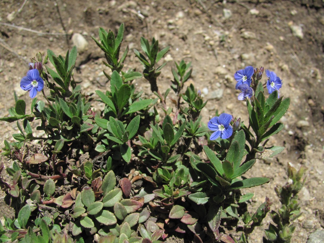 Image of Veronica vendettadeae specimen.