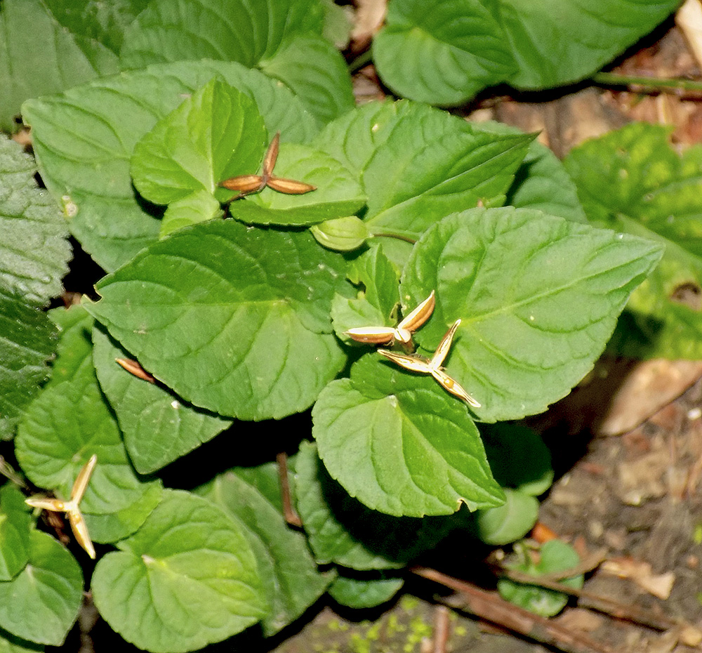 Изображение особи Viola reichenbachiana.