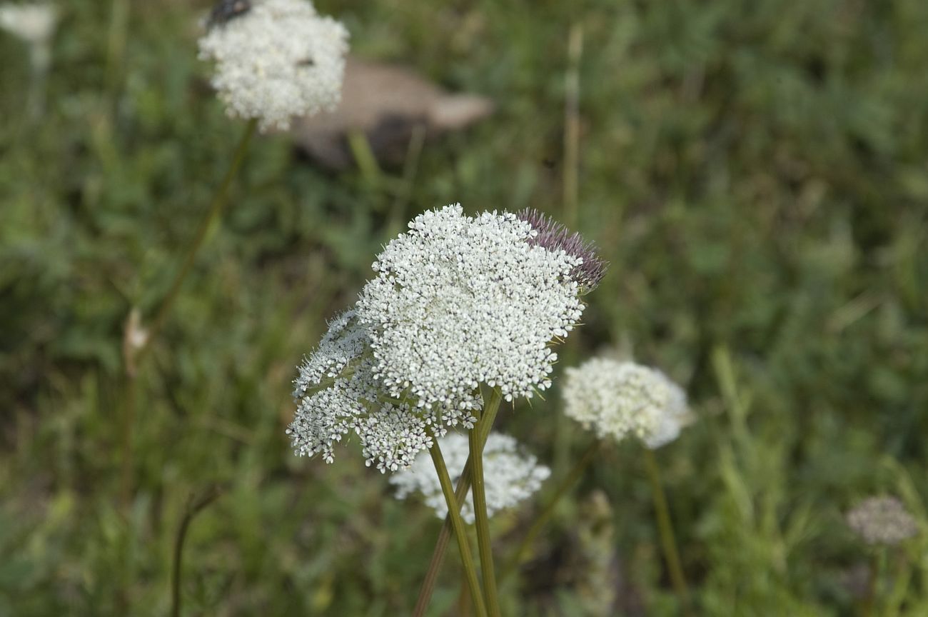 Image of Seseli condensatum specimen.